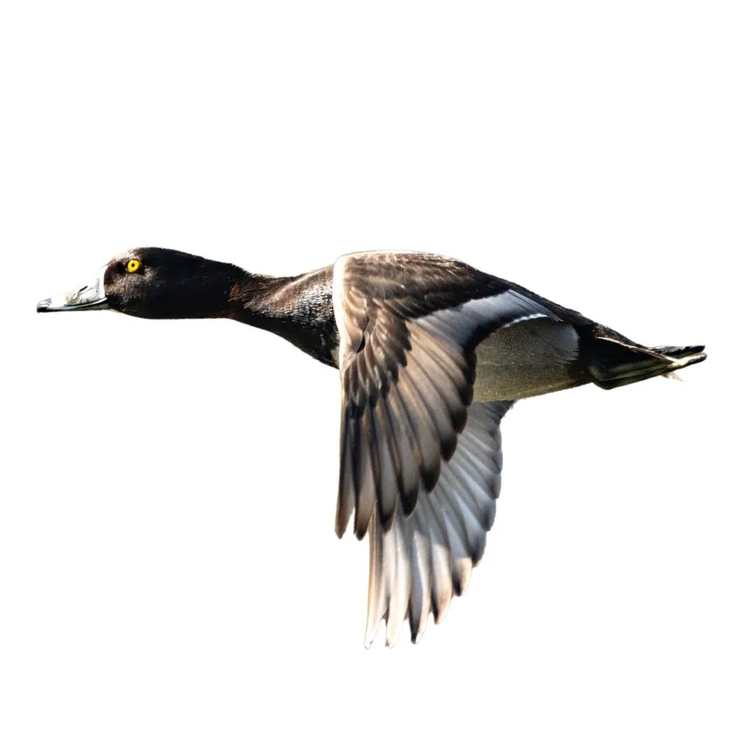 Ringneck drake primary