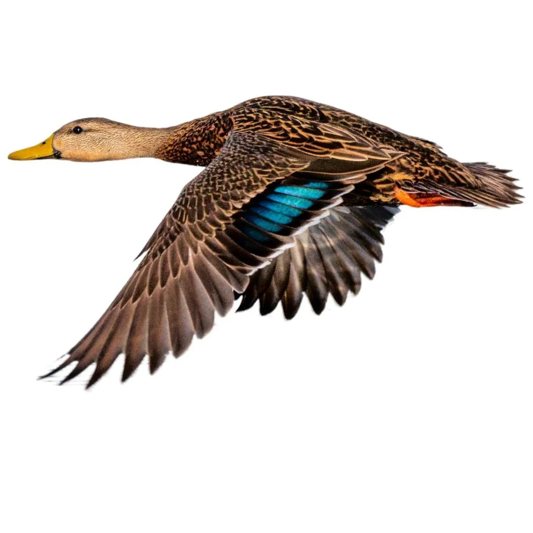 Mallard hen in flight, mottled brown with a blue speculum