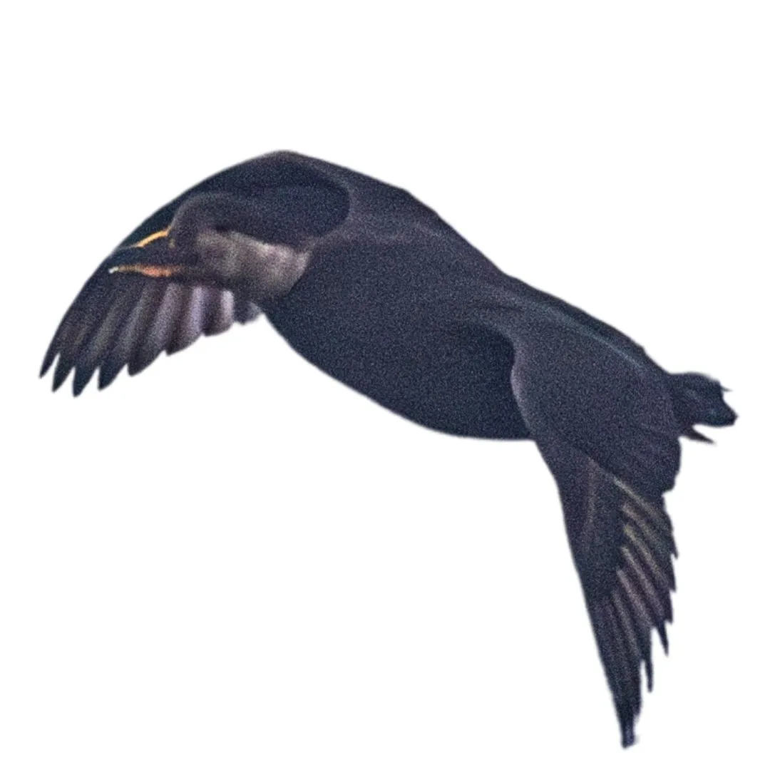 hen Black scoter characteristics