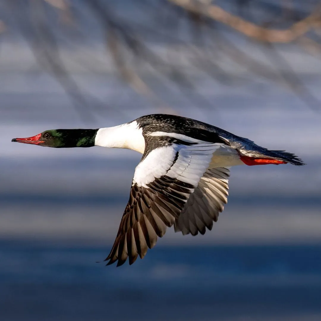 Common merganser drake 3