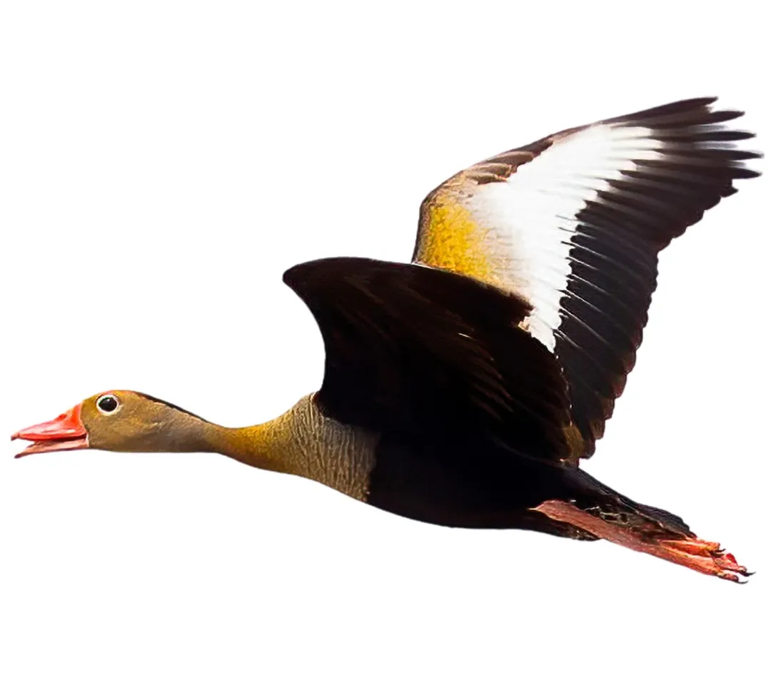 Black-bellied Whistling-Duck in flight, with a red bill, grey face, black belly and a broad white wing stripe