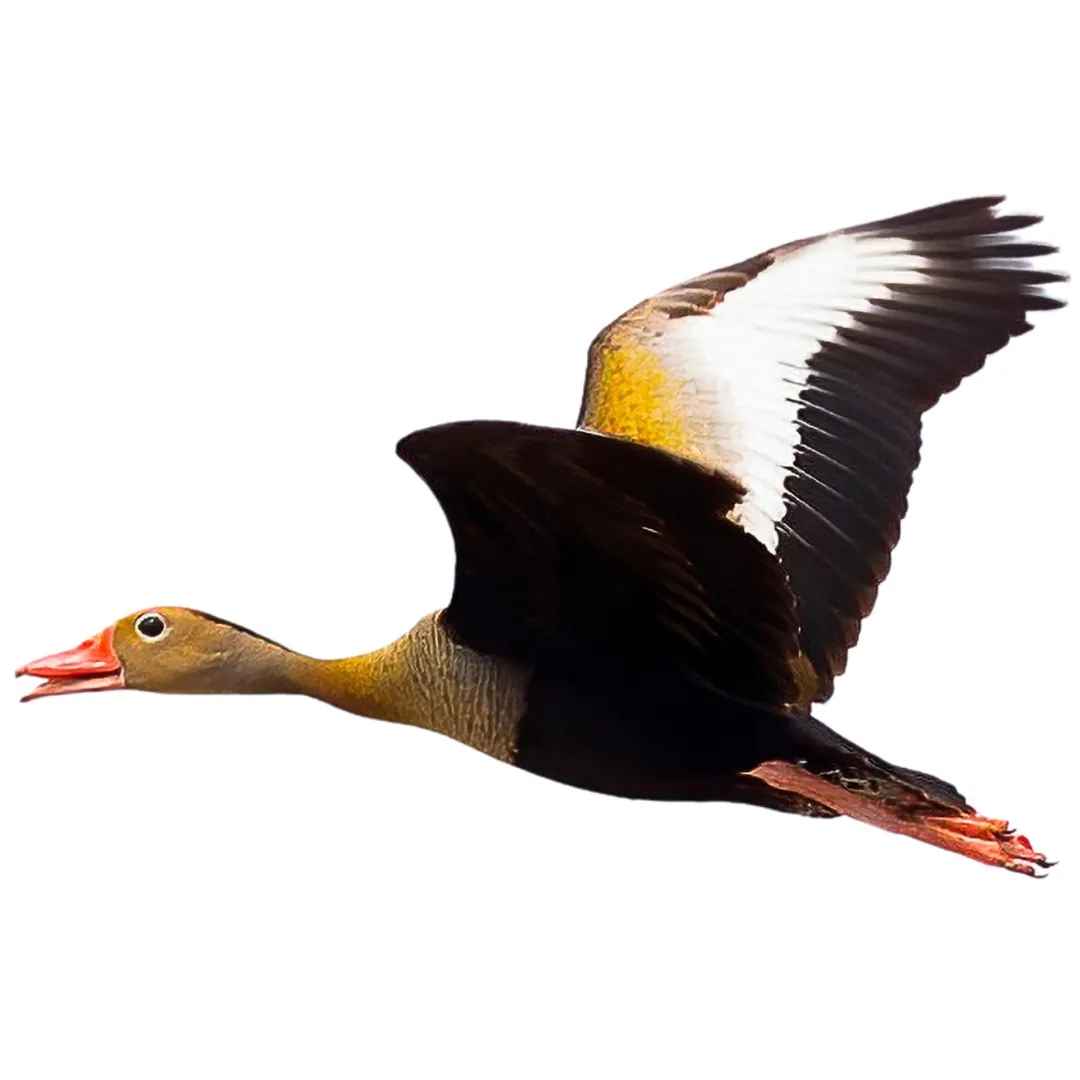 Black-bellied Whistling-Duck in flight, with a red bill, grey face, black belly and a broad white wing stripe