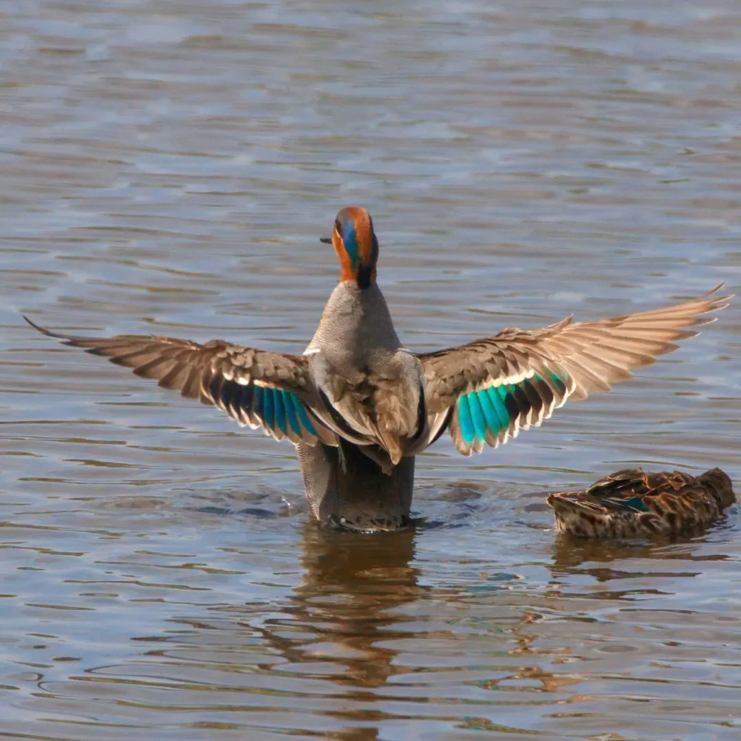 Green winged teal drake landing