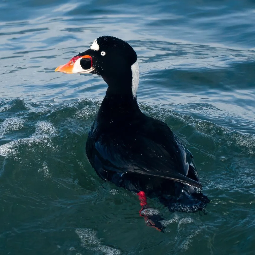 Surf scoter drake
