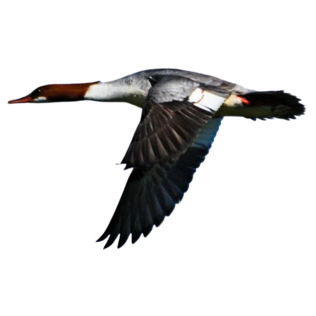 Common merganser hen primary
