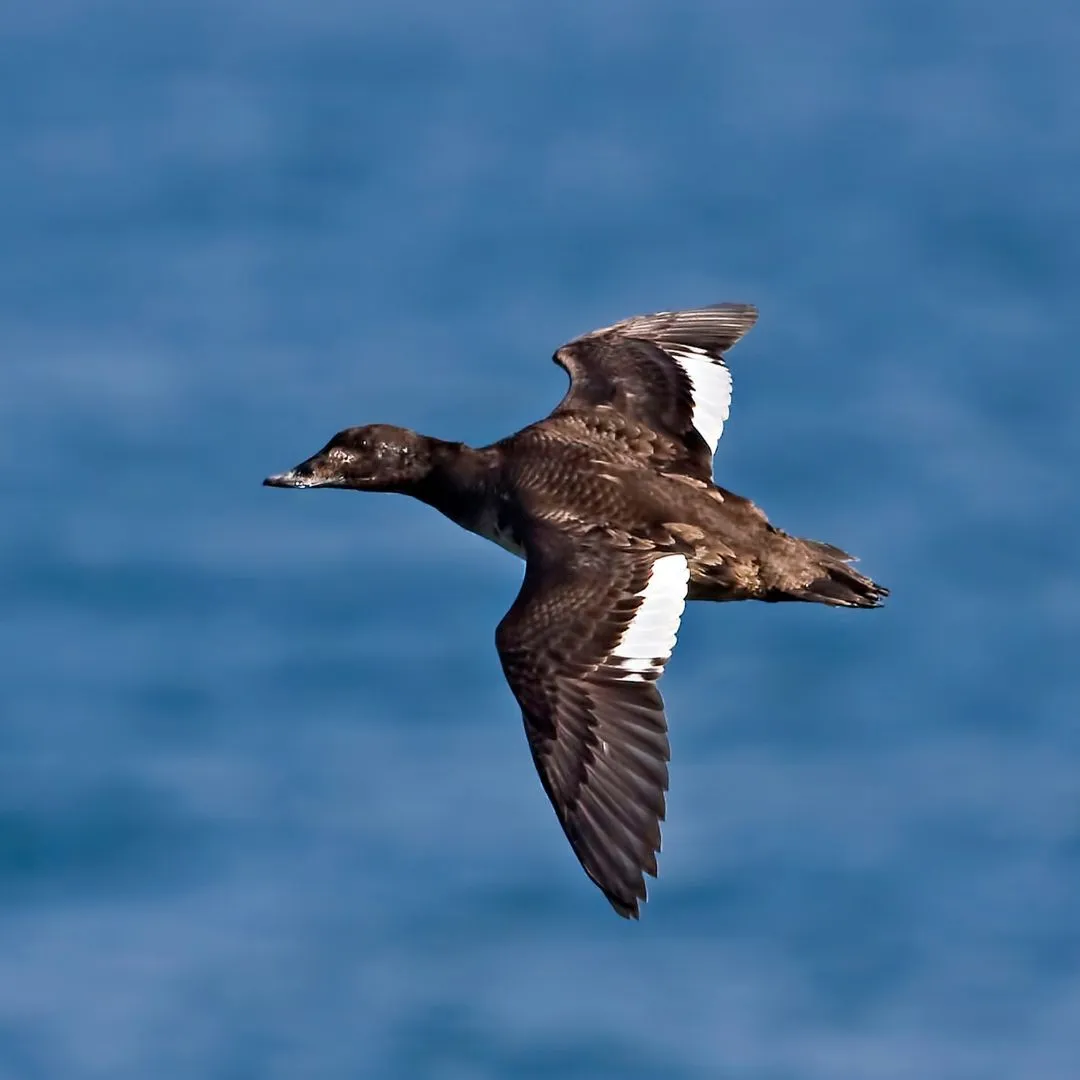 White winged scoter hen 2 (1)