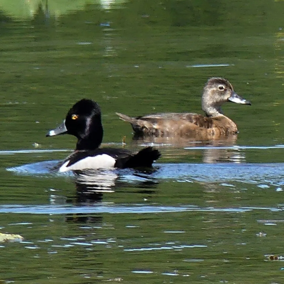 Ringneck ducks swimming