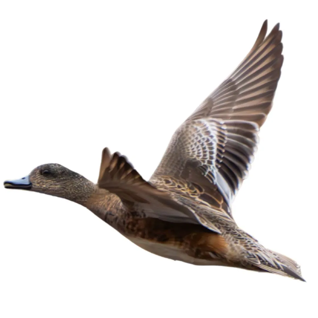 American wigeon hen1