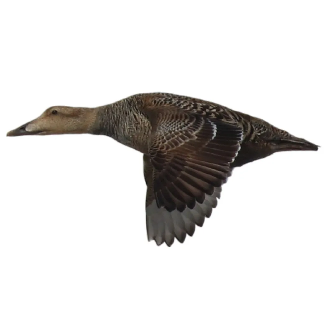 Common eider characteristics