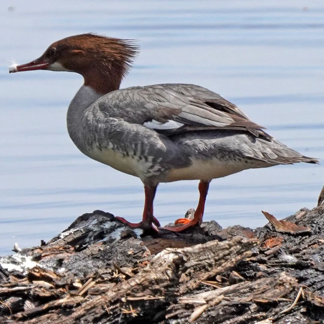 Common merganser hen 1