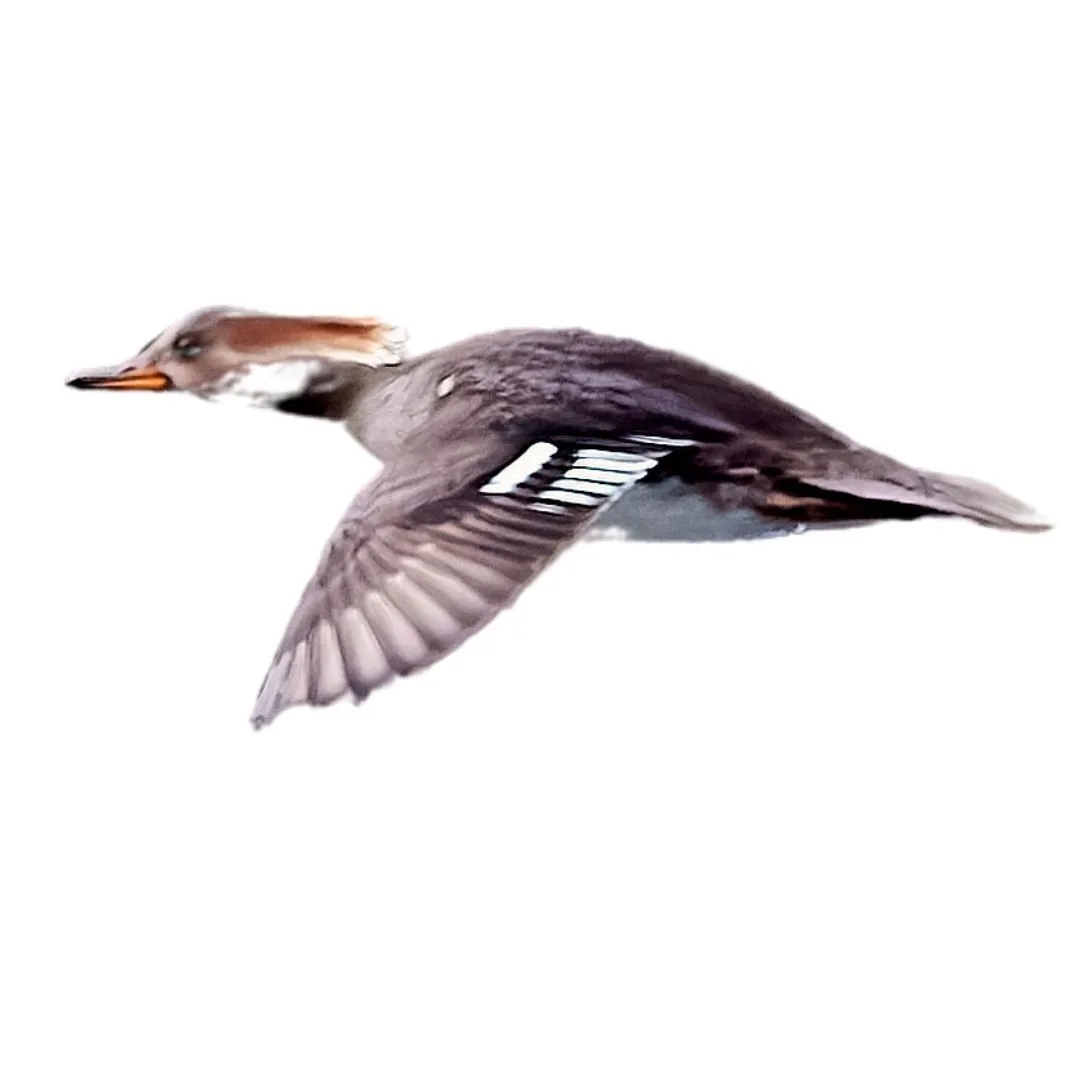 Hooded merganser hen primary