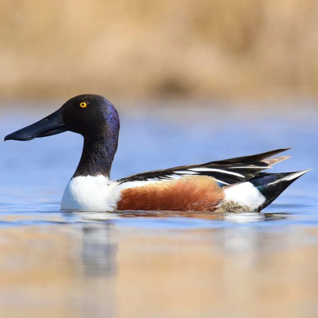 Northern shoveler drake duck1 (1)