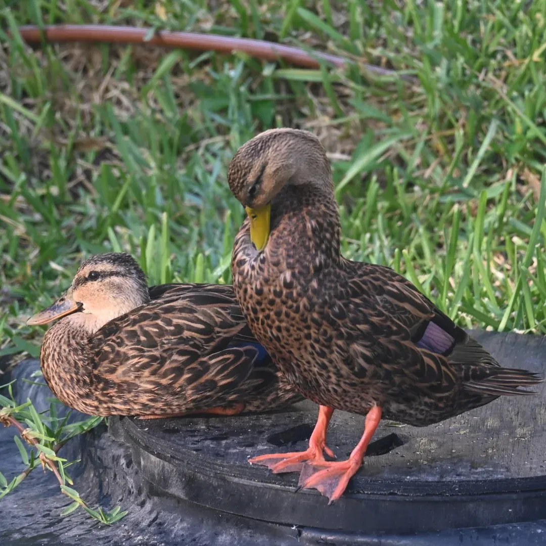 Mottled duck both standing