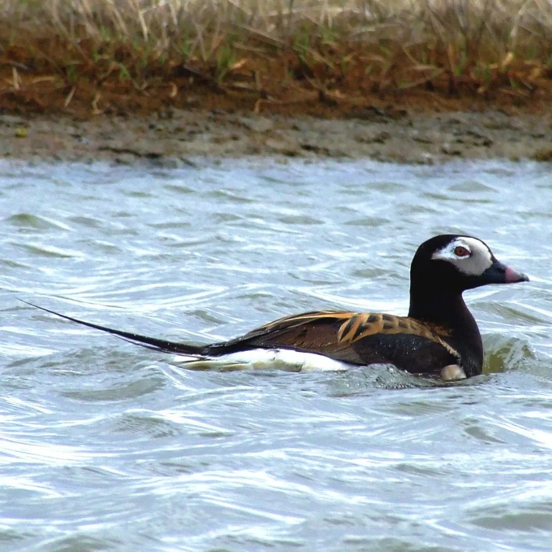Long tailed duck drake