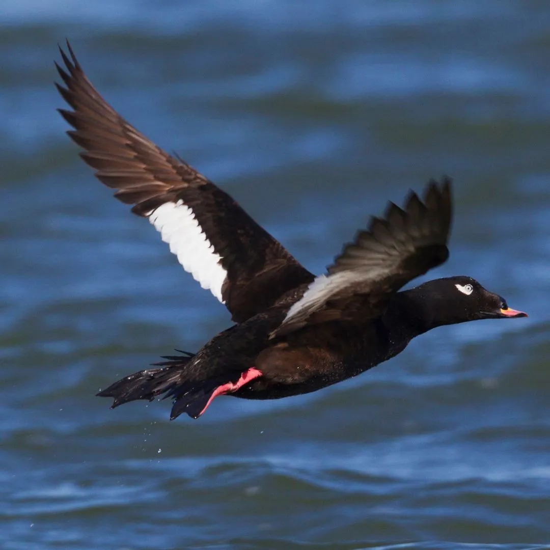 White winged scoter drake