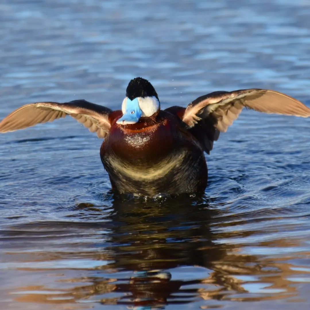 Ruddy duck drake3