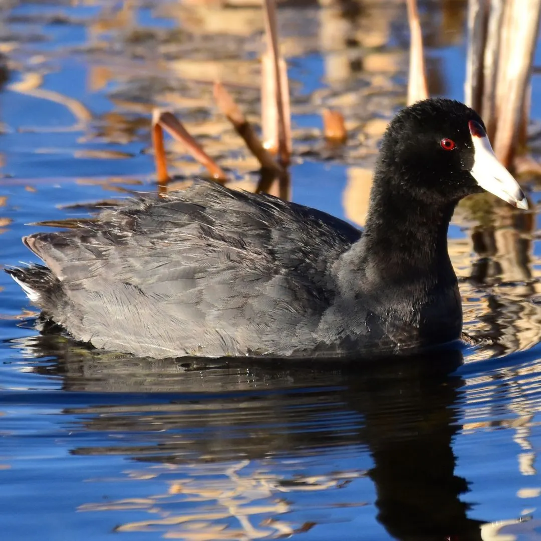 Coot 4