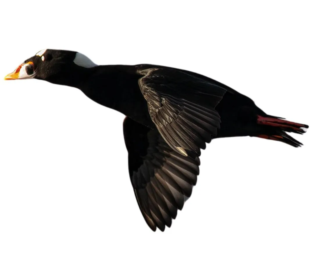 Surf scoter drake primary