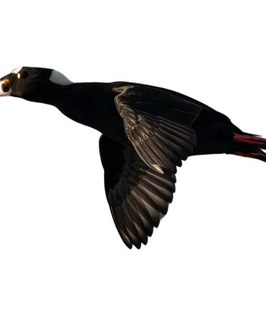 Surf scoter drake primary