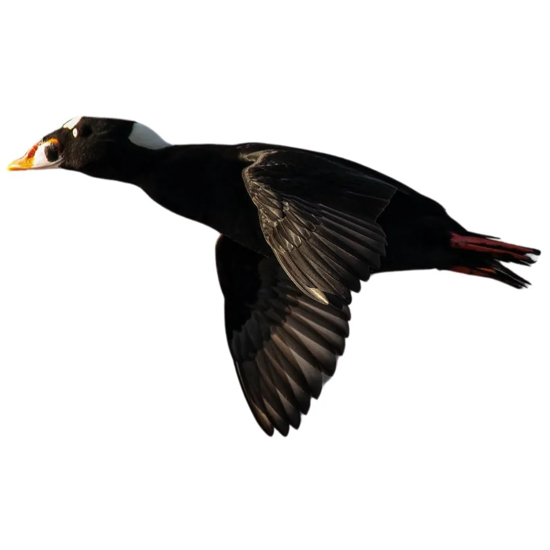 Surf scoter drake primary