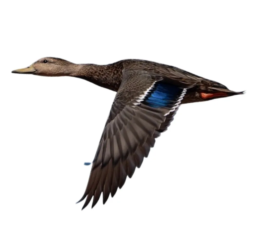 Mexican duck drake primary