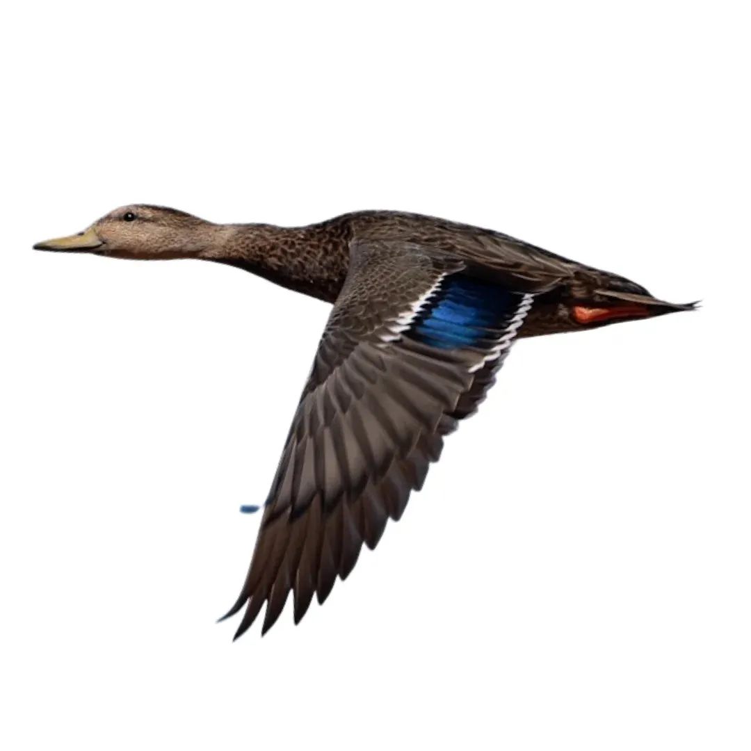 Mexican duck drake primary