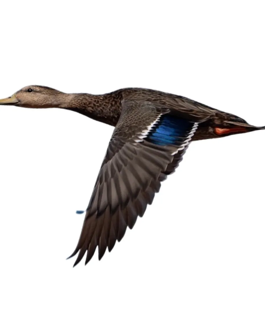 Mexican duck drake primary