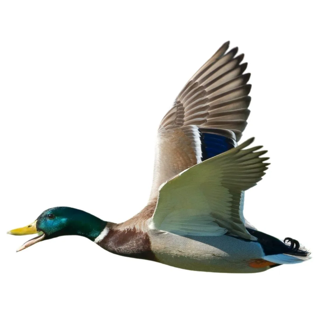 Mallard drake in flight, showing its green head, yellow bill, white neck ring and blue speculum