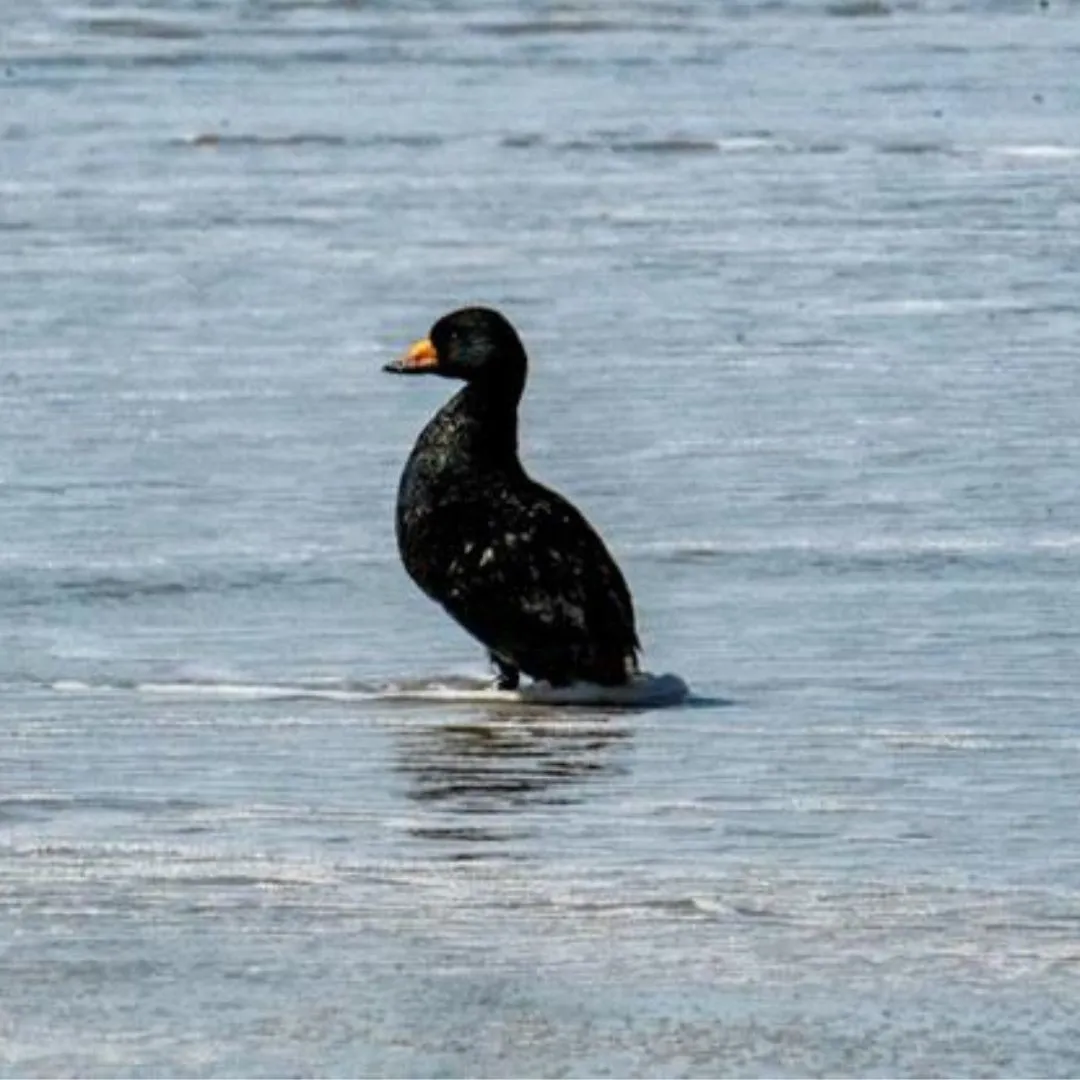 Black scoter drake