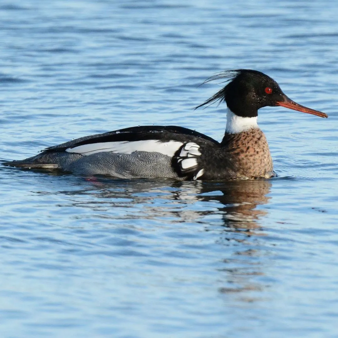 Red breasted merganser drake1