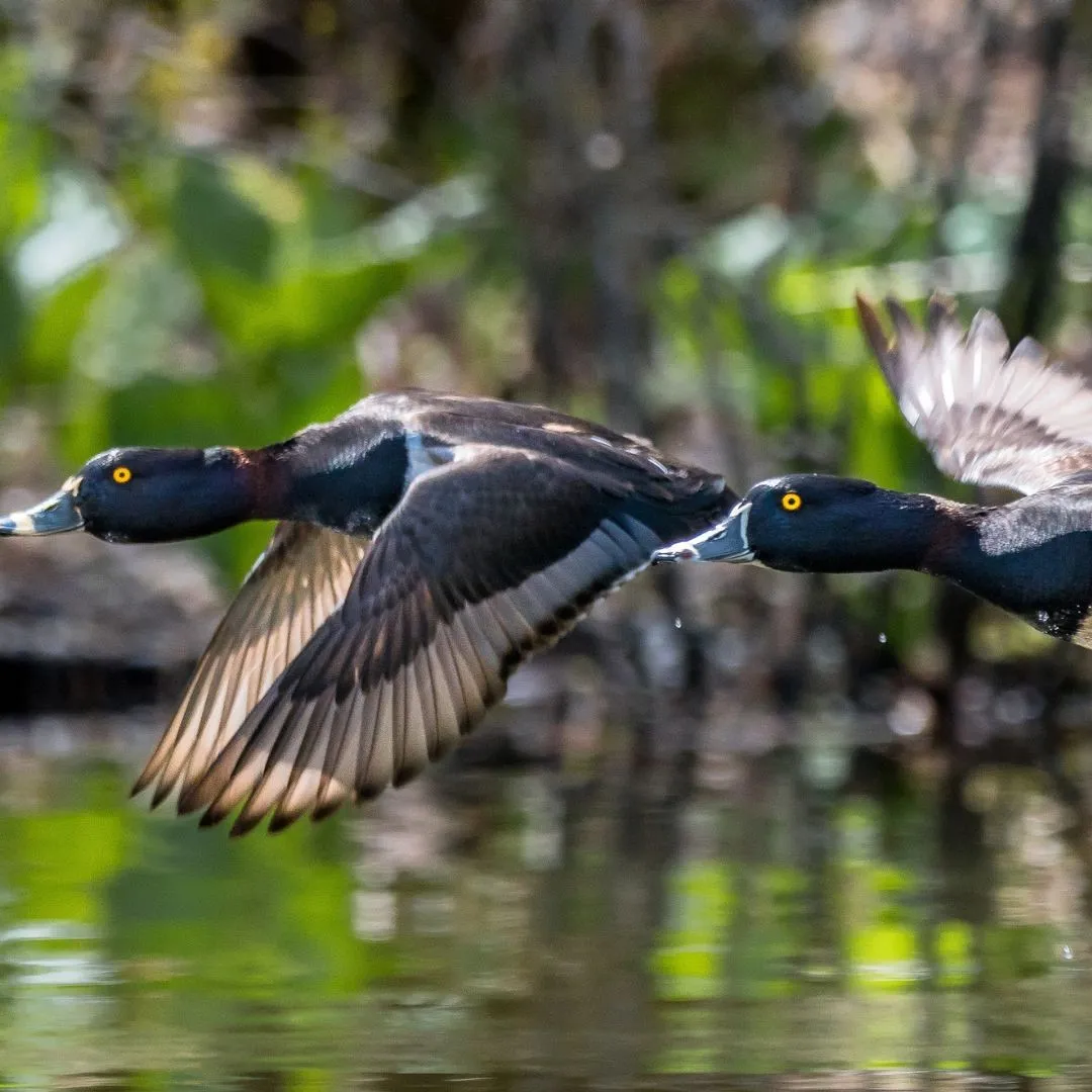 Ringneck duck drakes flying 1 (1)