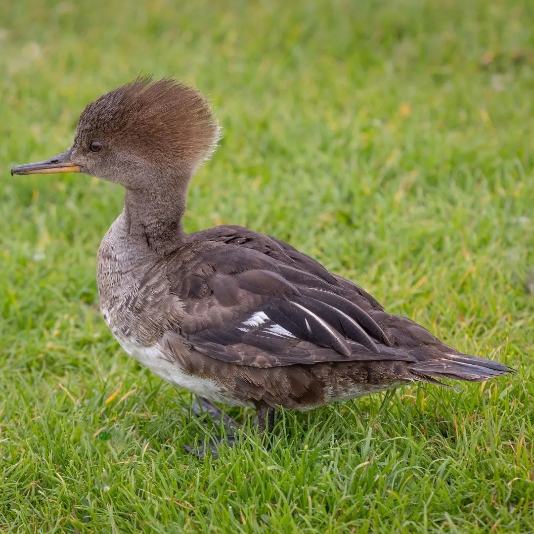 Hooded merganser hen 1