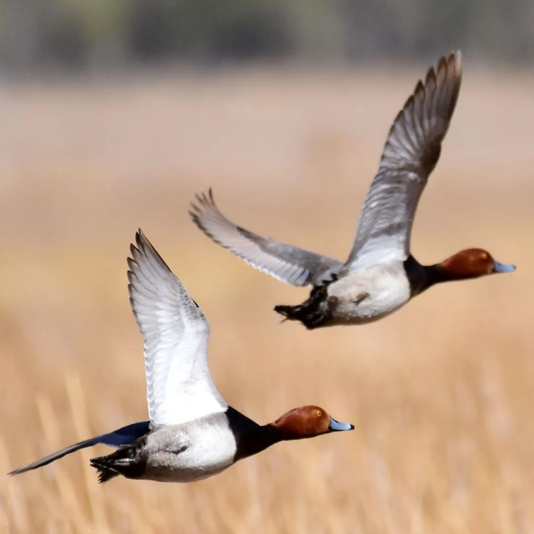Redhead ducks flying
