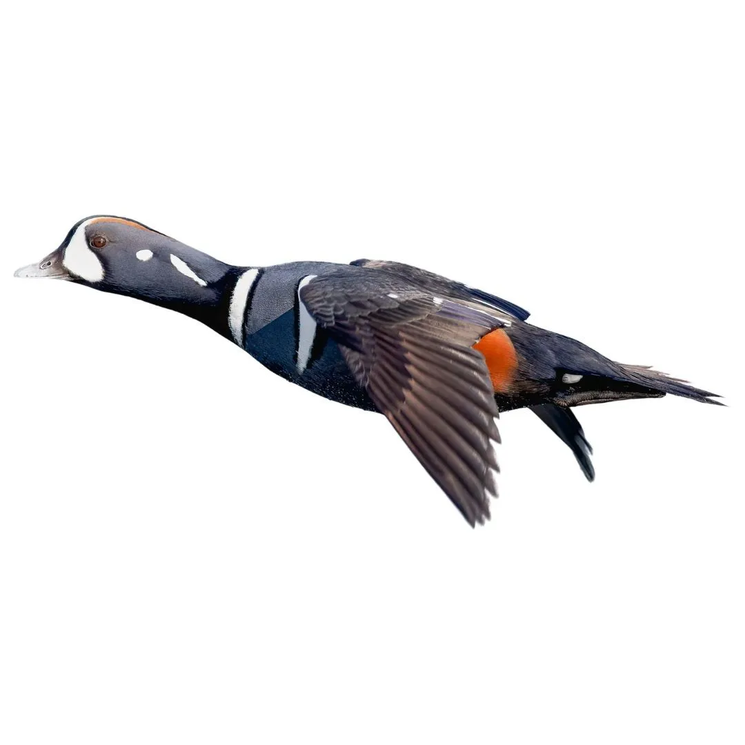 Harlequin drake primary