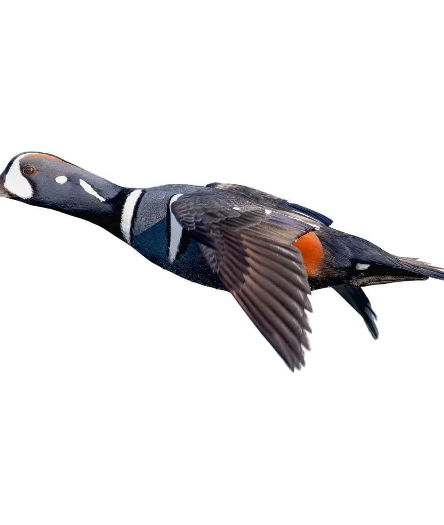 Harlequin drake primary