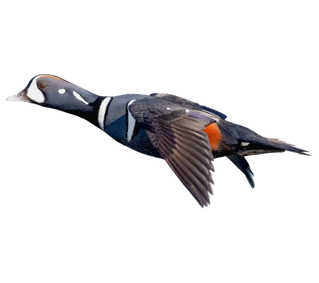 Harlequin drake primary