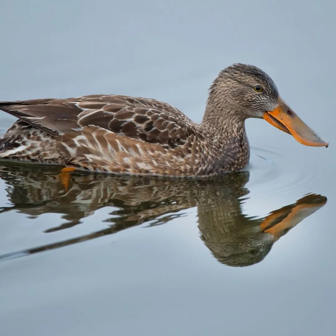 Northern shoveler hen duck 1