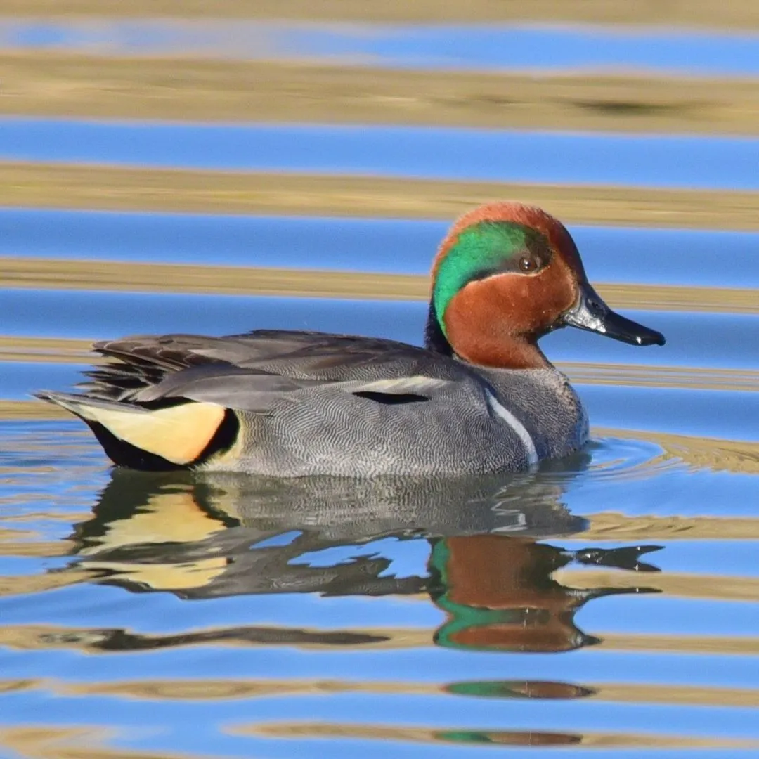 Green winged teal drake swimming 1