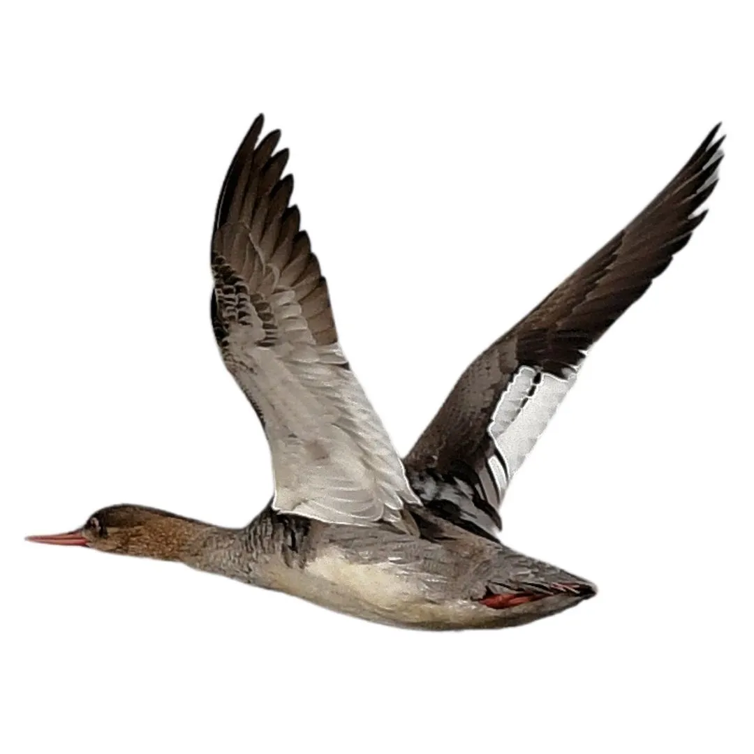Red breasted merganser hen primary