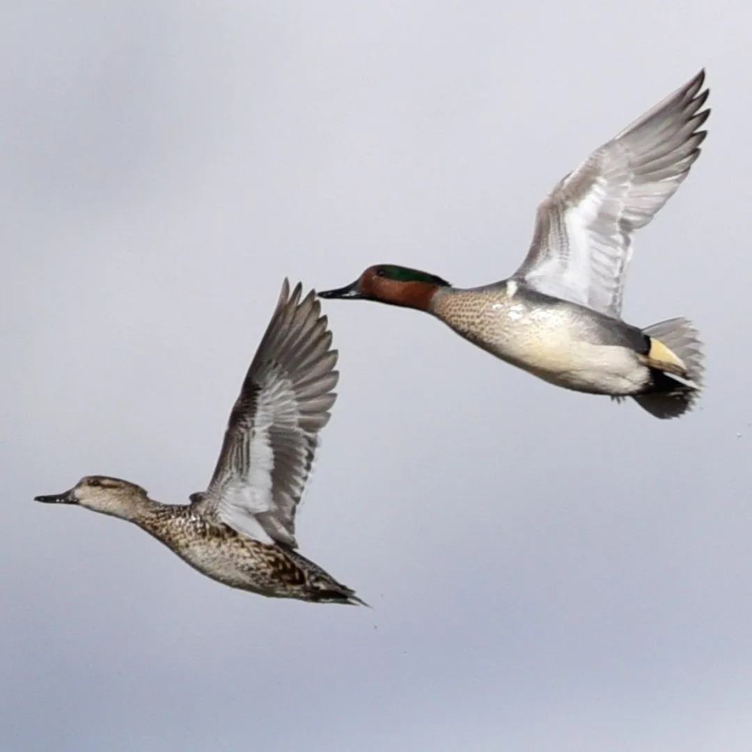 Green winged teal pair flying