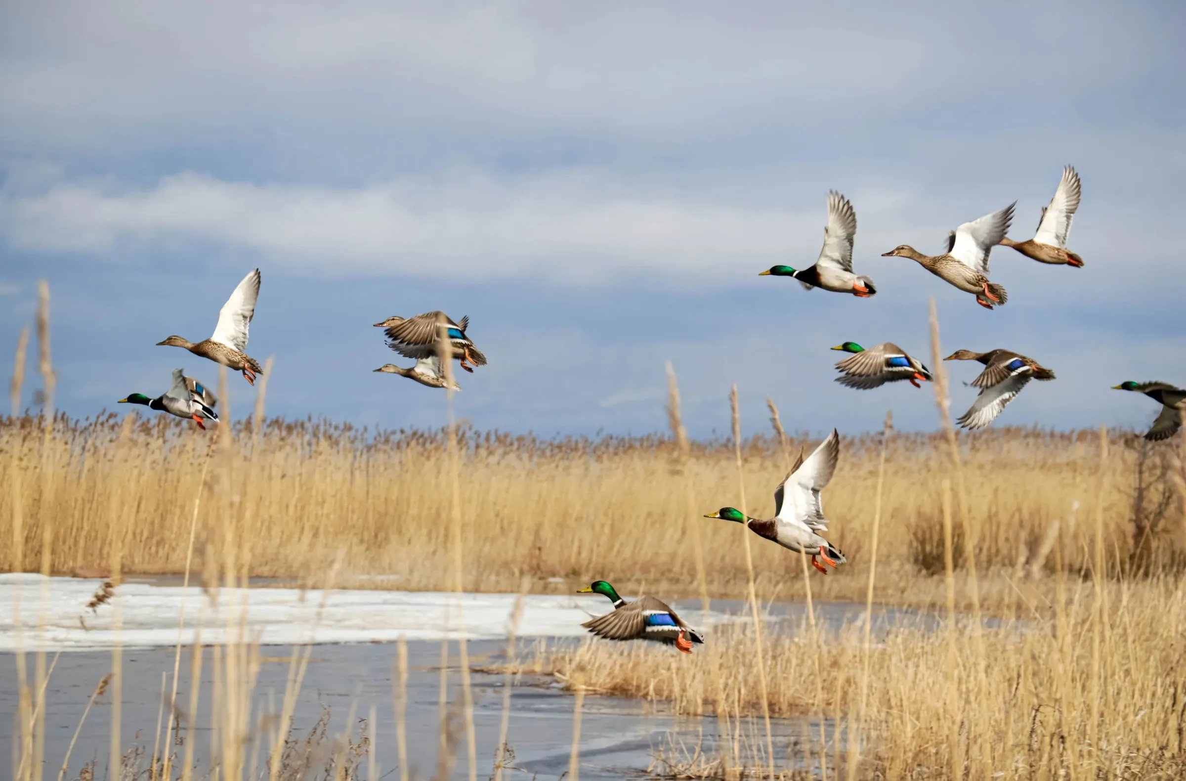 Flock of Mallards flying low over golden reeds and an ice-edged marsh