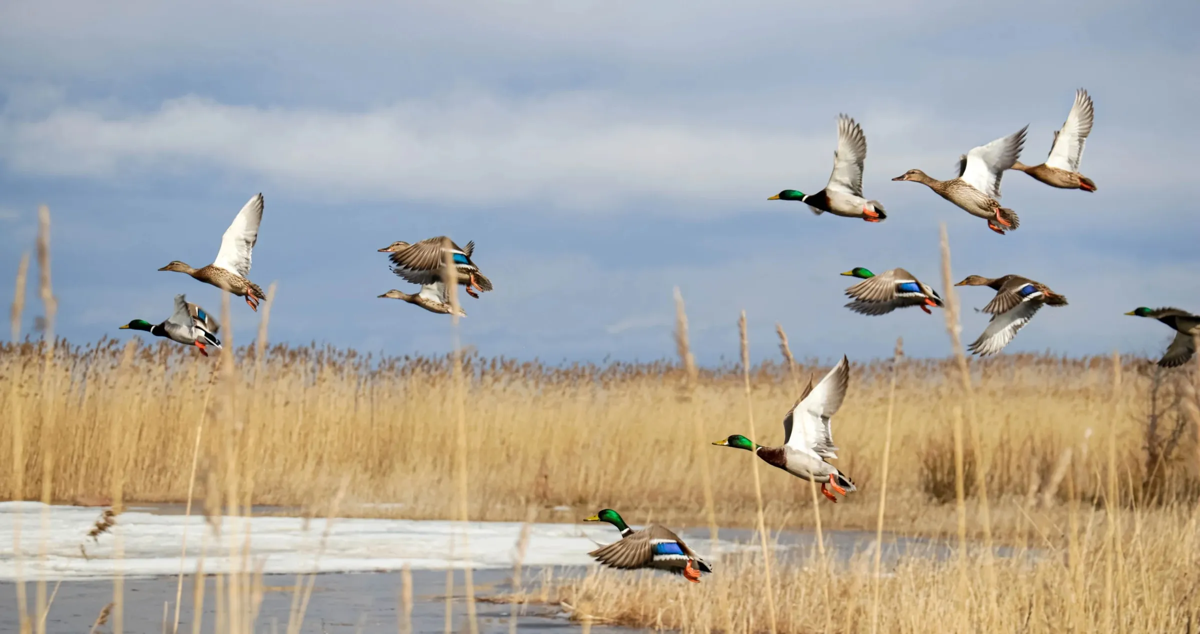 Flock of Mallards flying low over golden reeds and an ice-edged marsh