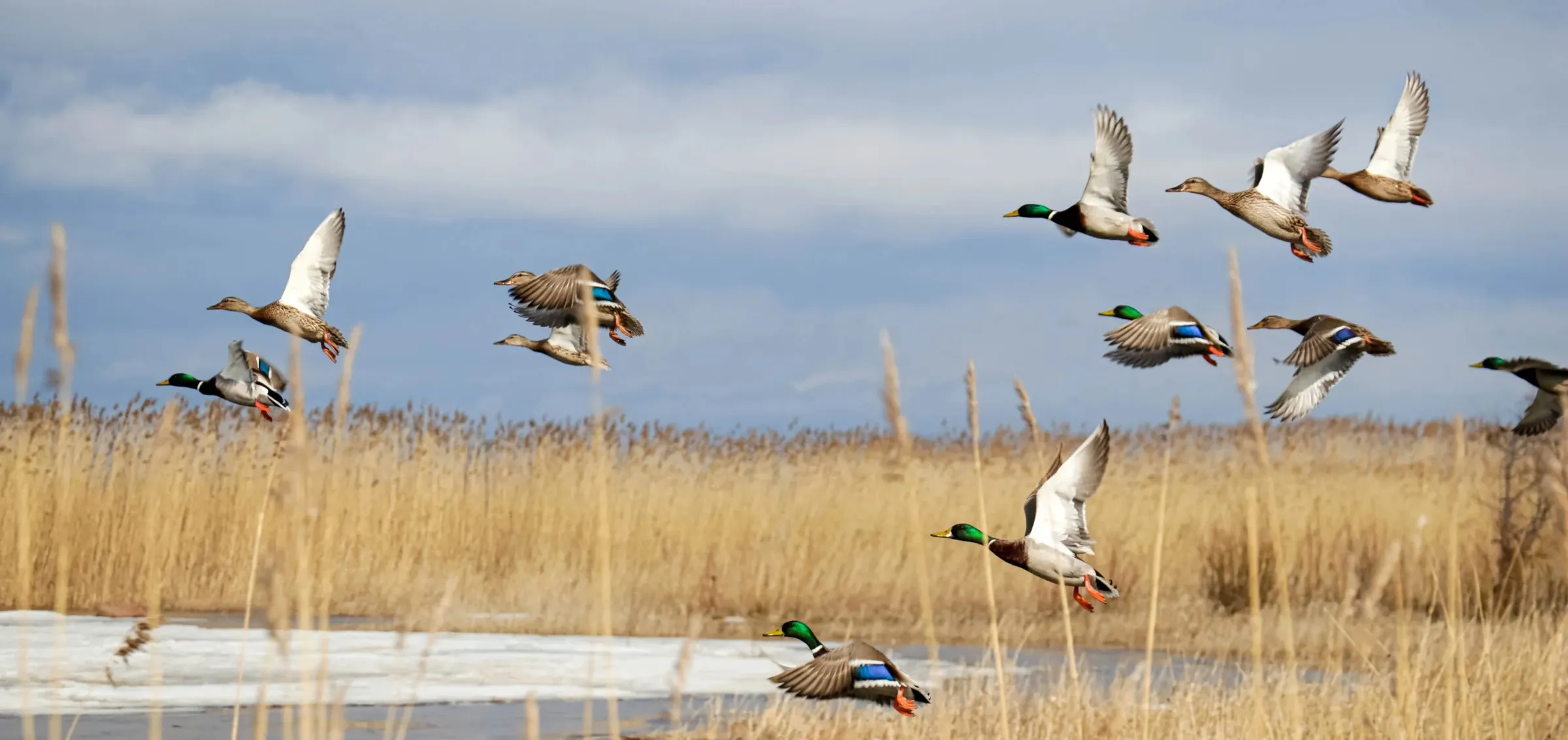 Flock of Mallards flying low over golden reeds and an ice-edged marsh