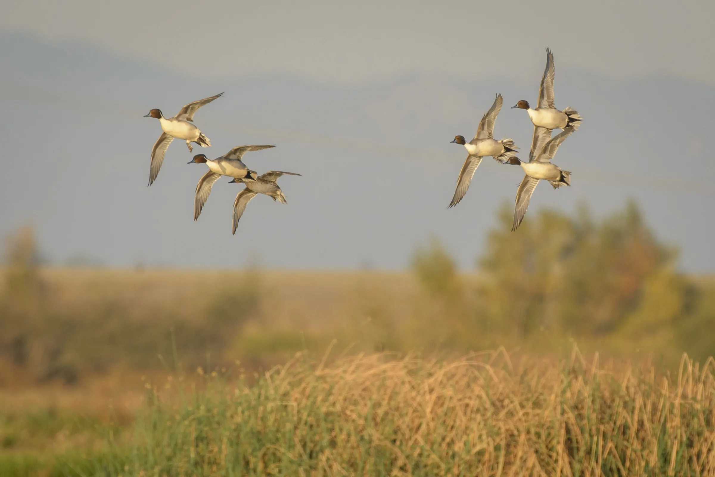 Small flock of Northern Pintails flying over a grassy marsh