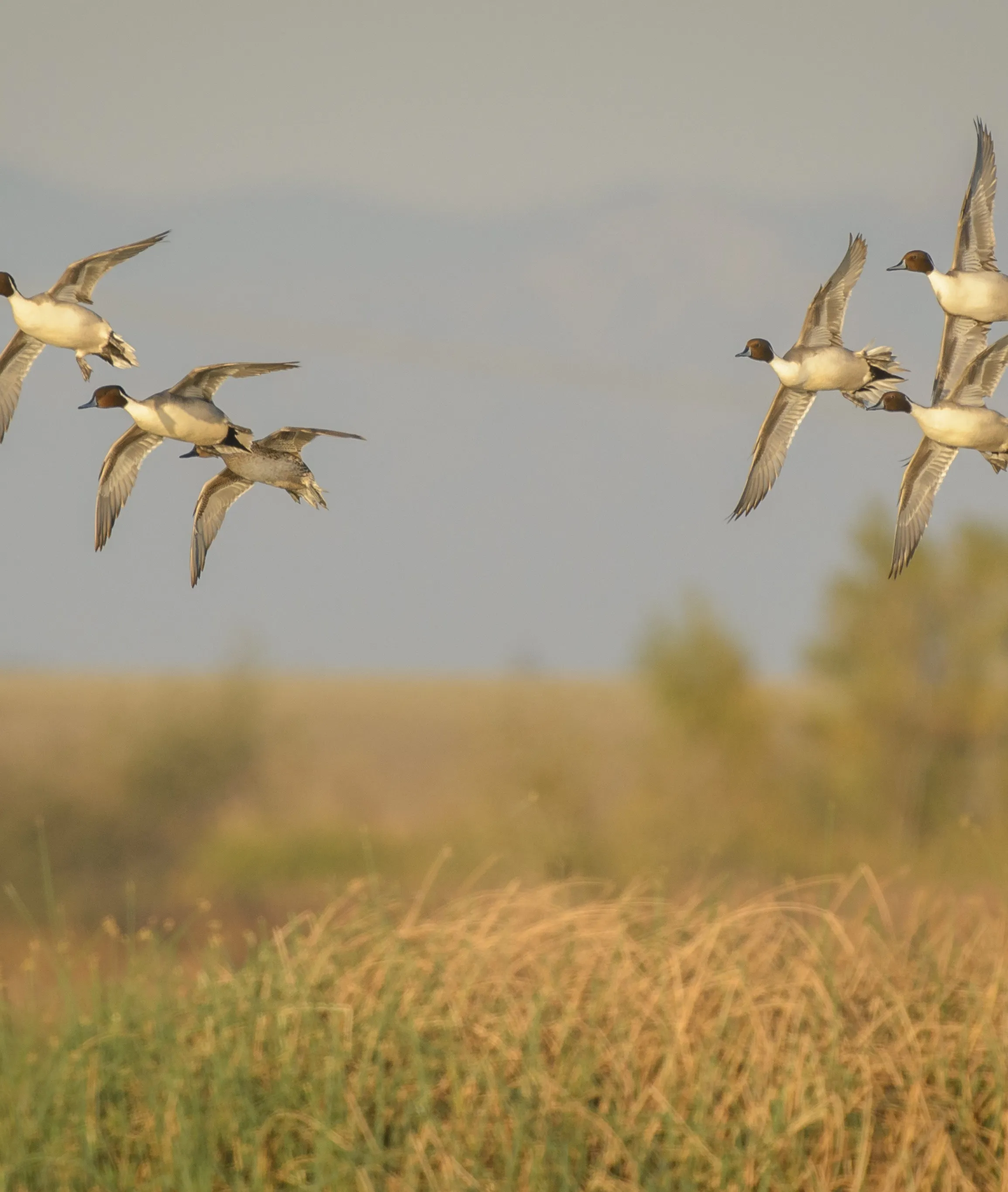 Small flock of Northern Pintails flying over a grassy marsh