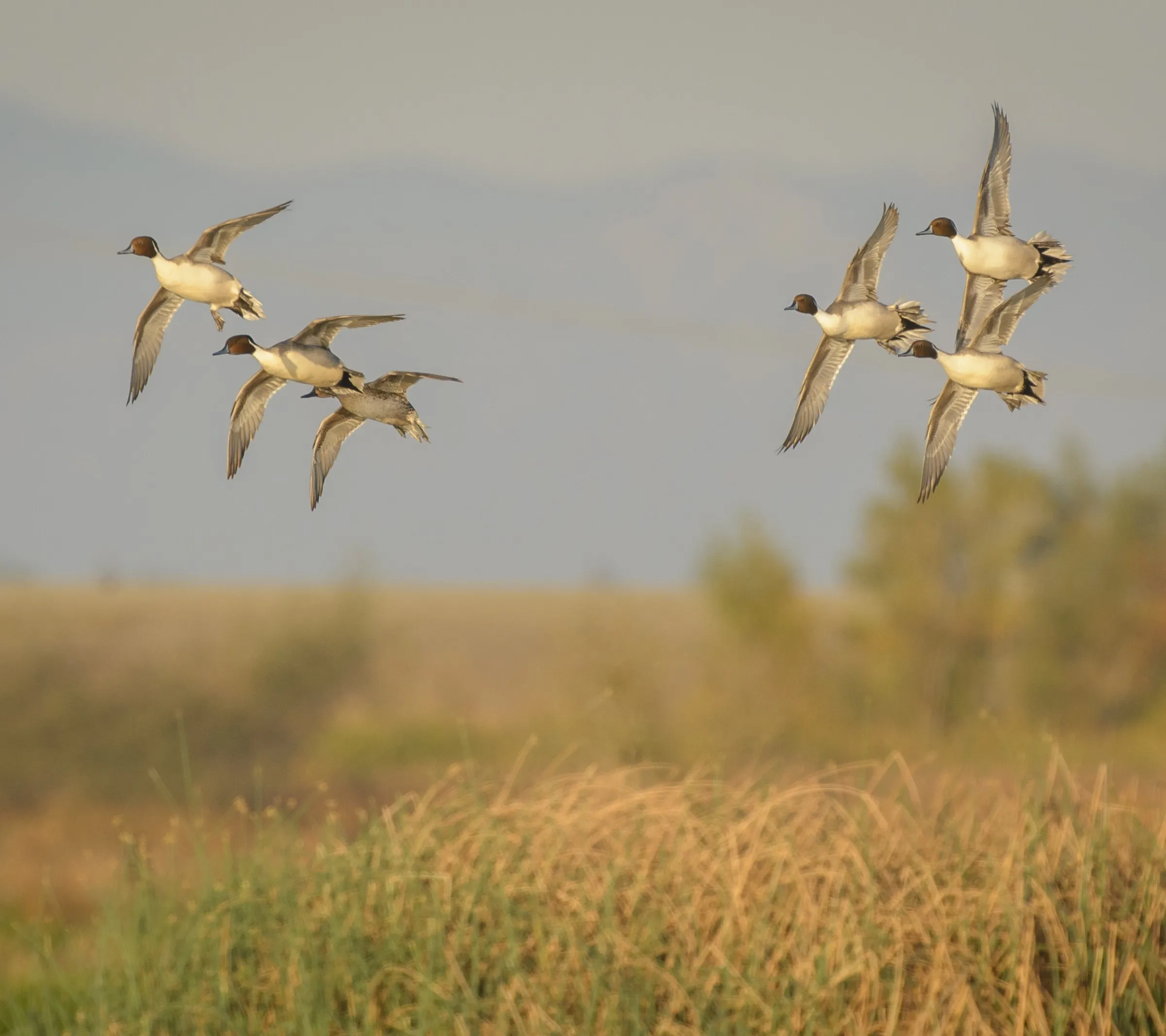 Small flock of Northern Pintails flying over a grassy marsh