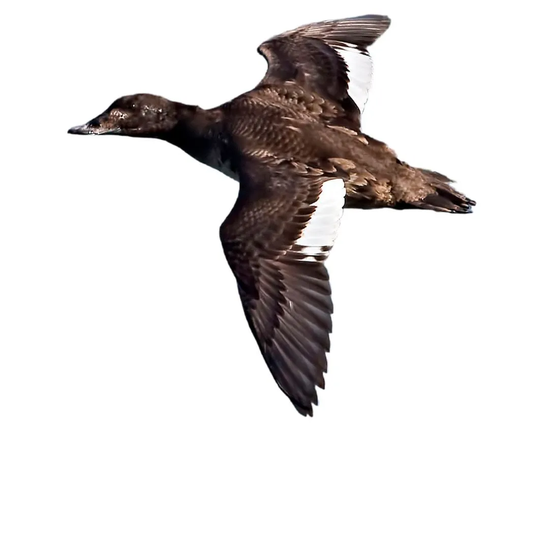 White winged scoter hen primary