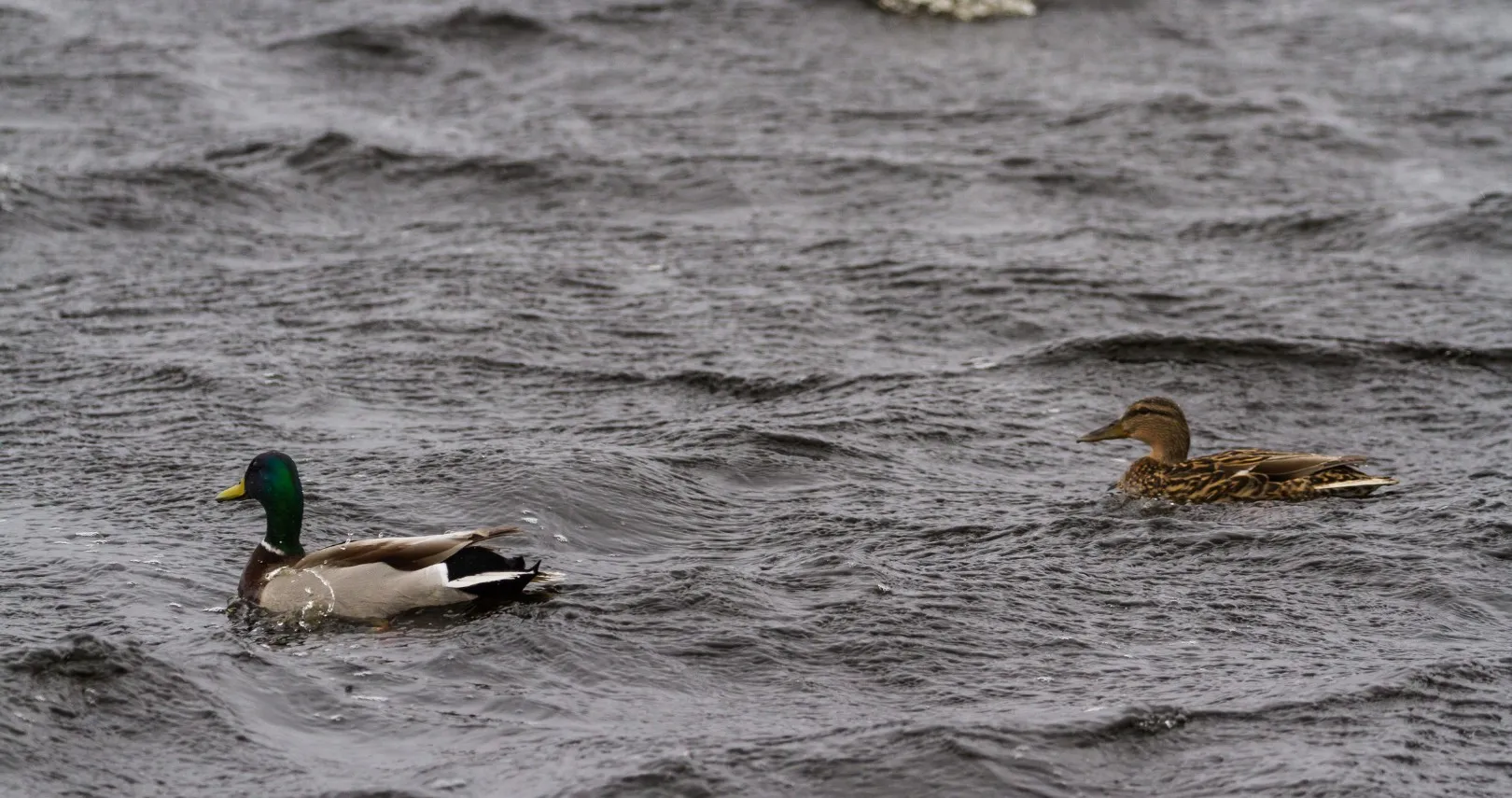 Mallard drake and hen swimming on choppy, wind-blown water