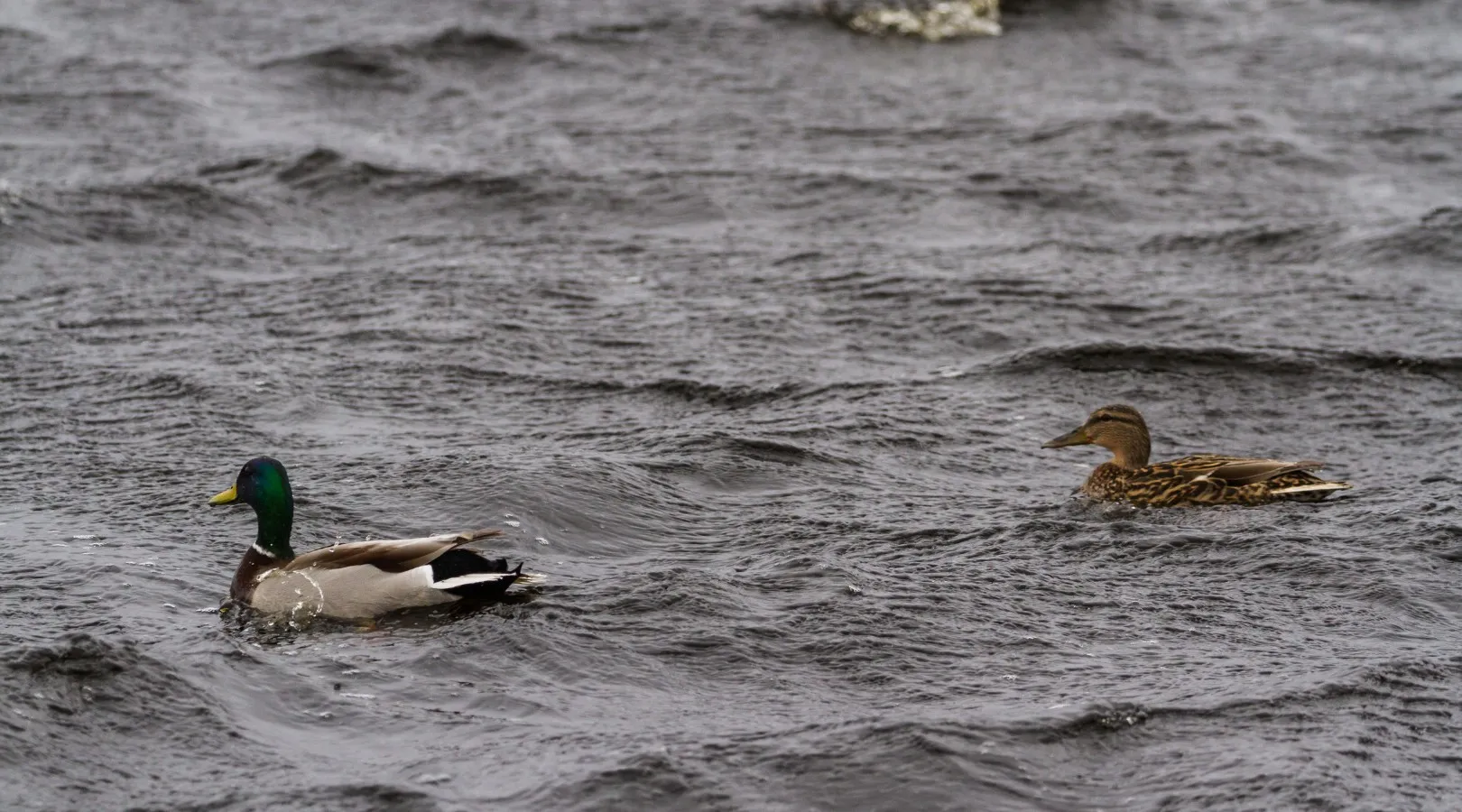 Mallard drake and hen swimming on choppy, wind-blown water