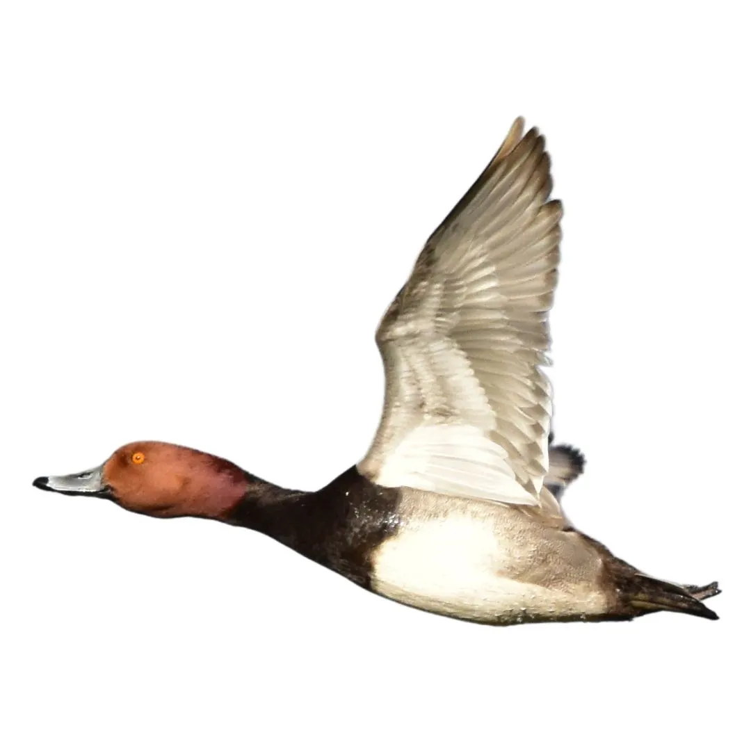 Redhead drake primary